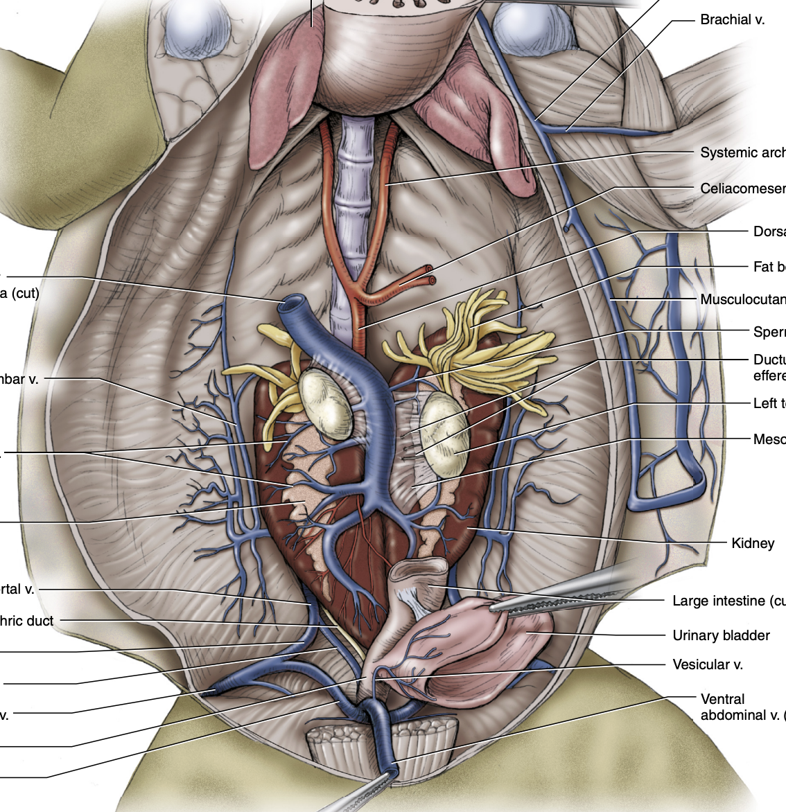 <p>female or male</p>