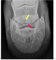 <p>what is seen in red and yellow</p>