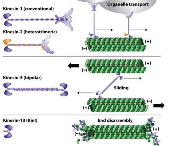 <p><strong>Conventional Kinesin</strong> = first Kinesin discovered + best characterized </p><ul><li><p>2 heavy chains + 2 light chains </p></li><li><p><strong>Heavy chains</strong></p><ul><li><p>Motor domain head <span style="color: green;">@ N-terminus</span></p></li><li><p>Neck domain</p></li><li><p>Tail/stalk domain = α-helical coiled-coil </p></li></ul></li><li><p><strong>Light chains </strong></p><ul><li><p><span style="color: red;">@ C-terminus</span> of tail region</p></li><li><p>Opposite to motor heads</p></li><li><p>Bind to cargo (organelles + vesicles) </p></li></ul></li></ul><p></p>