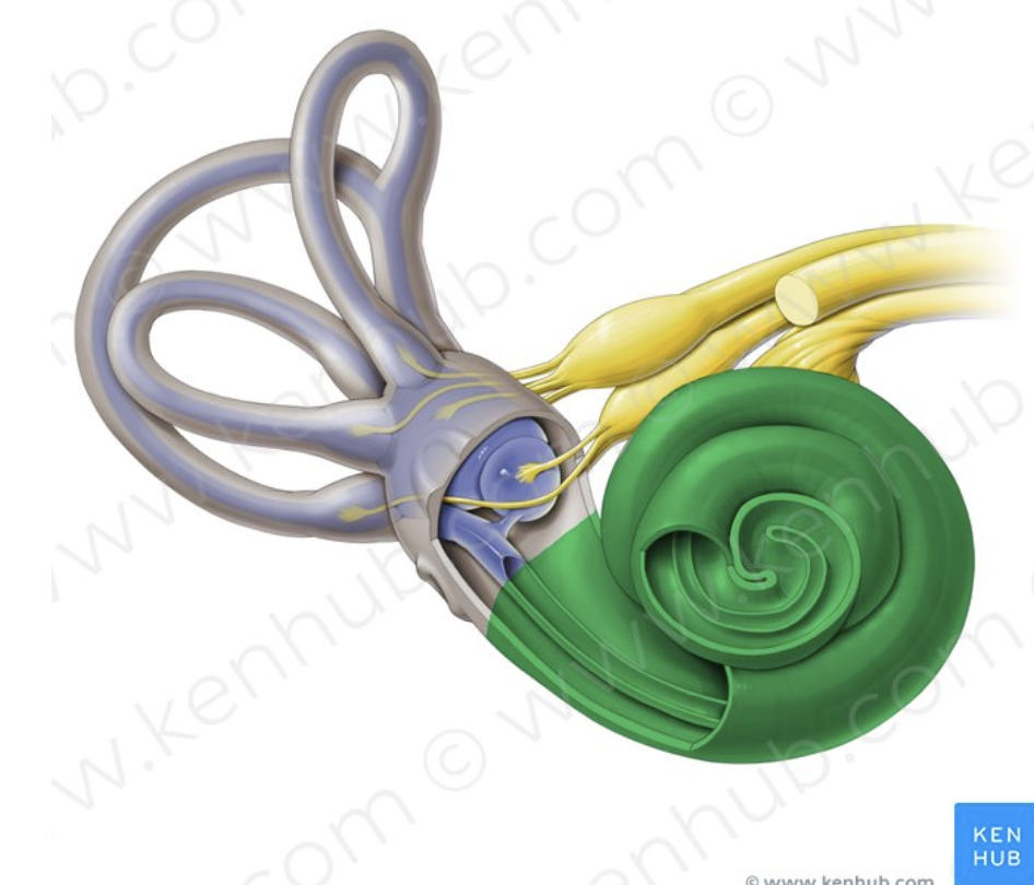 <p>What part of the ear is this?</p>