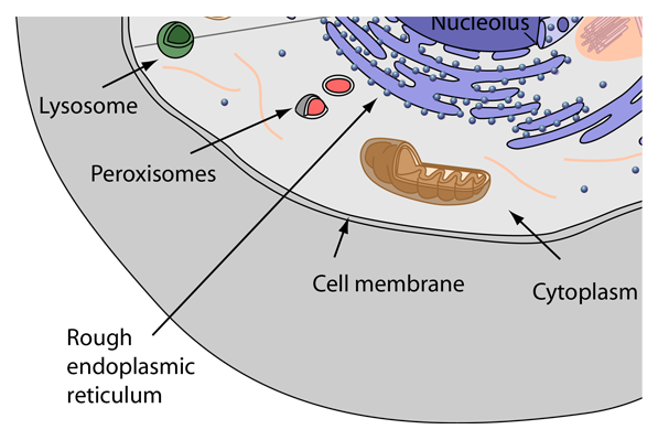 <p>Identify and describe the peroxisome</p>