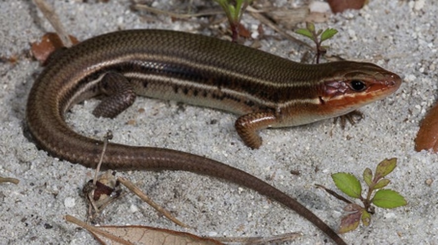 <p>Common Name: Southeastern Five-lined Skink</p><p>Family: Scincidae</p><p>ID: smooth, overlapping, glossy scales; 5 stripes fade with age; no enlarged scales in middle row of tail; two postlabial scales; usually four labial scales before eye</p><p>Oviparous</p><p>Eats mostly invertebrates </p><p>Restricted range </p>