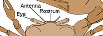 <p>rostrum, eye, antennae </p>