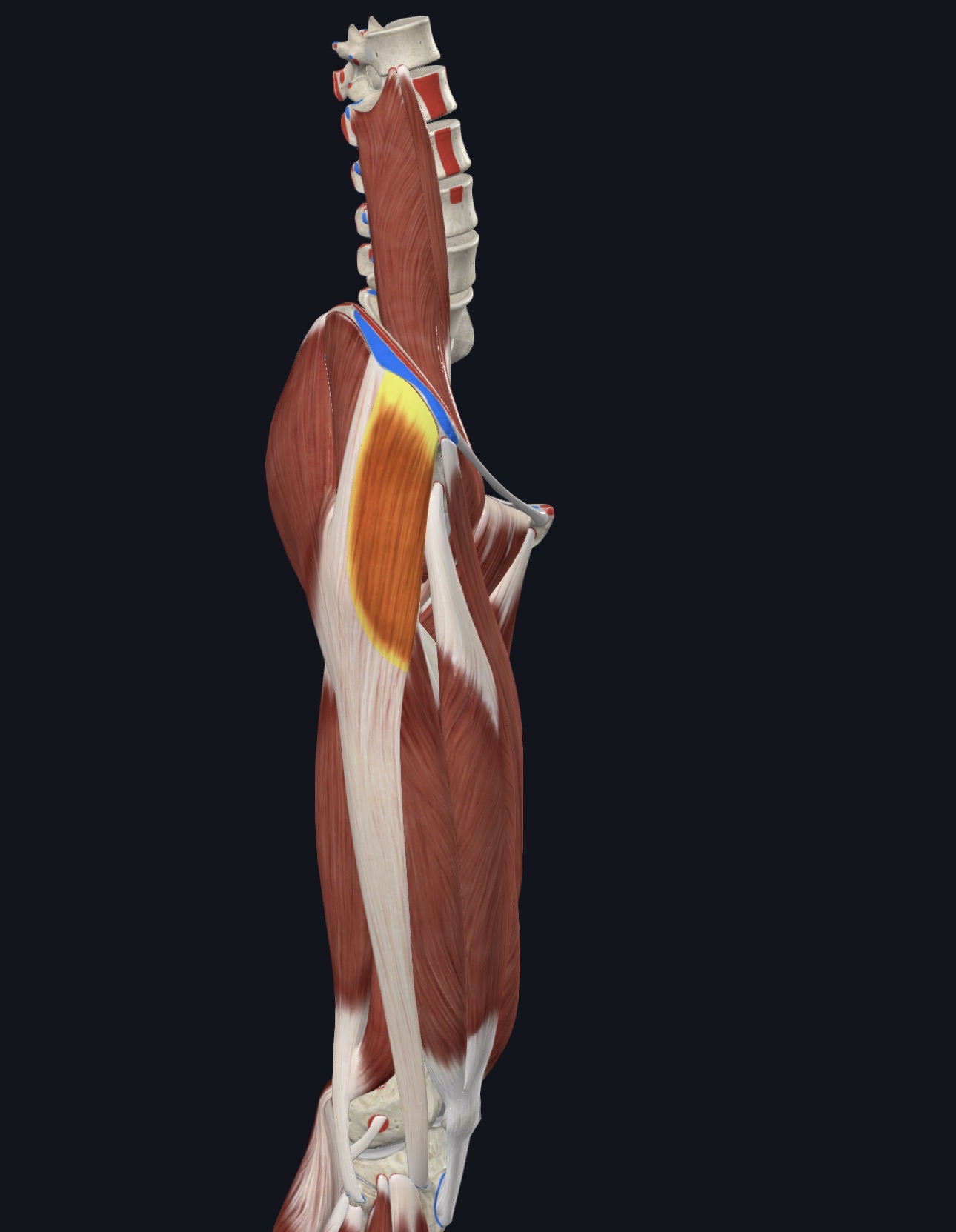 <p>Superficial Gluteal Region</p>
