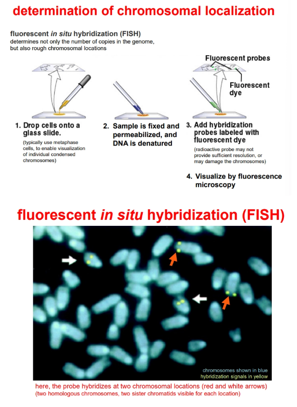 <p>by fluorescent in situ hybridisation (FISH)</p><p></p>