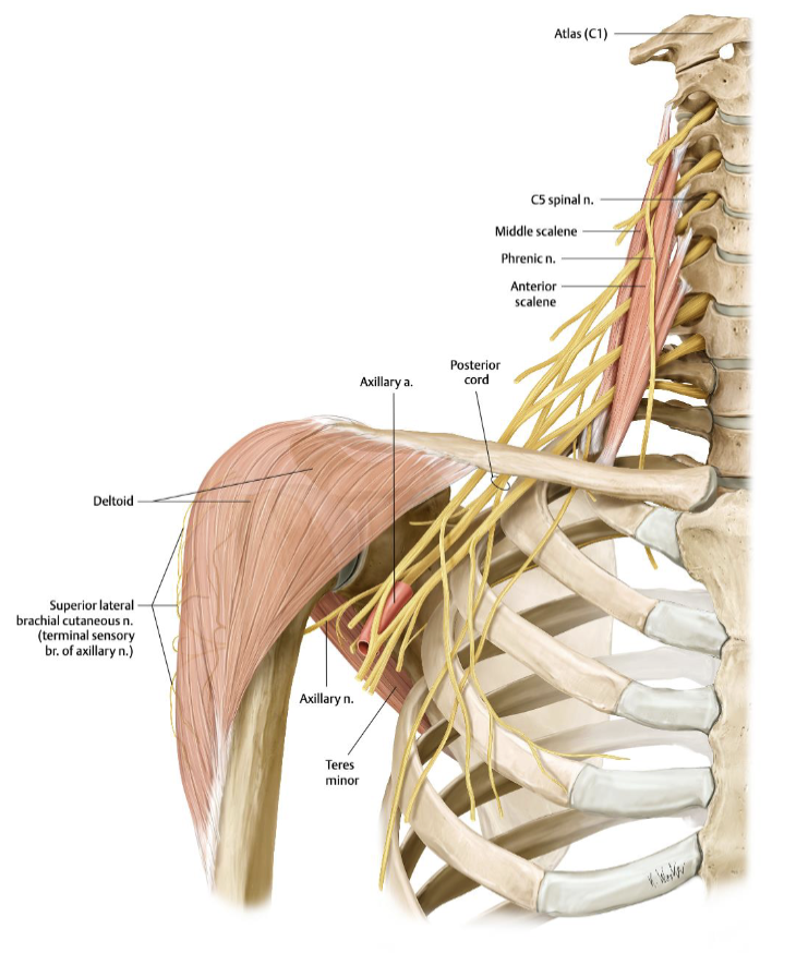<ul><li><p>It comes from the <strong>posterior cord</strong>,</p></li><li><p>passes around the <strong>surgical neck of the humerus</strong> under the glenohumeral joint</p></li><li><p>supplies <strong>deltoid</strong>, helps with <strong>arm abduction</strong></p></li><li><p>Vulnerable in <strong>surgical neck fractures</strong> and <strong>anterior shoulder dislocations</strong>.</p></li></ul><p></p>