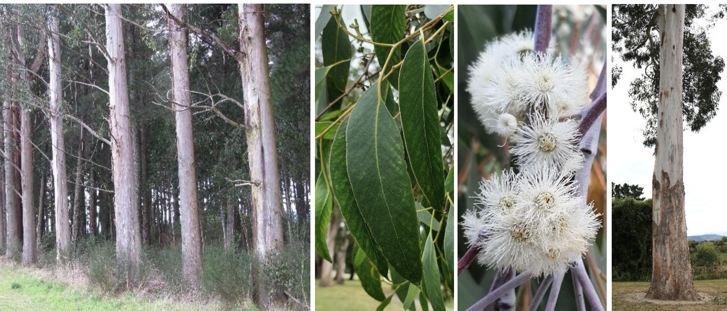 <p><strong>Plant family:</strong> Myrtaceae<br><strong>Life cycle:</strong> Perennial<br><strong>Key persistence / spread:</strong> Seed<br><strong>Farming systems:</strong> Plantation forestry, farm woodlots</p><p><strong> How to identify</strong></p><p>These trees vary greatly in size and form but are united by aromatic foliage. Leaves contain oil glands and release a strong smell when crushed.</p><p>Young plants often have round or oval juvenile leaves, while mature trees have long, narrow leaves hanging vertically.</p><p>Bark type varies by species and may be smooth and peeling or rough and fibrous. Flowers are showy and produce woody capsules rather than soft fruit.</p><p>Trees grow rapidly and are commonly planted for timber, shelter, or erosion control.</p>