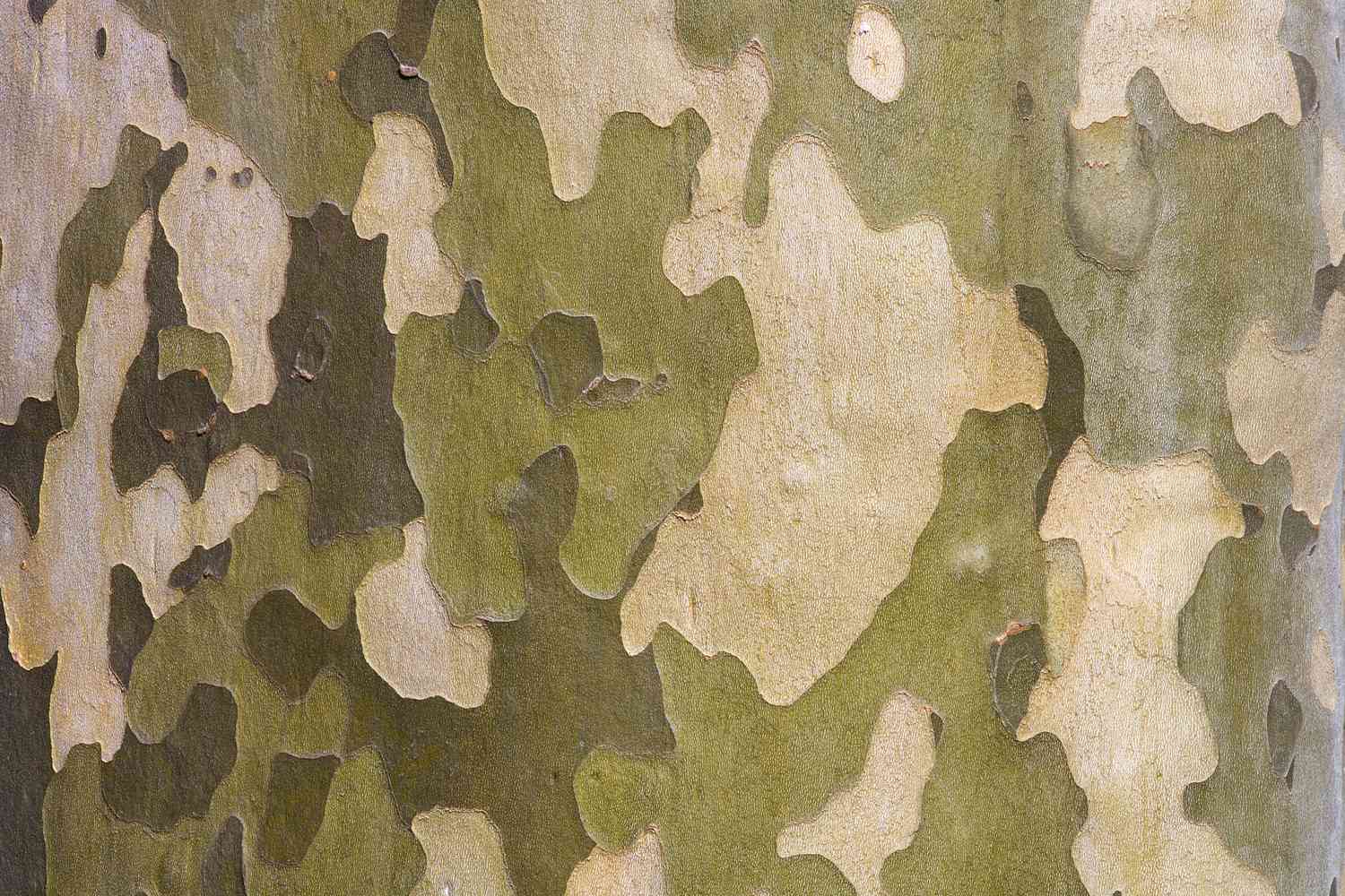 <p>3-5 lobed medium to dark green leaves</p>