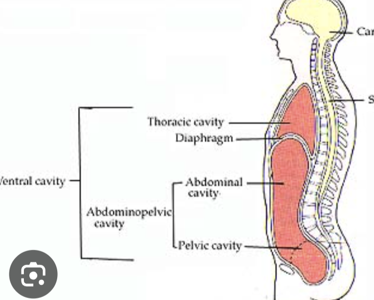 <ul><li><p>hollow part of torso </p></li><li><p>extending from neck to pelvis </p></li></ul><ol><li><p>thoracic cavity </p></li><li><p>abdominal cavity </p></li><li><p>pelvic cavity </p></li></ol><p></p>
