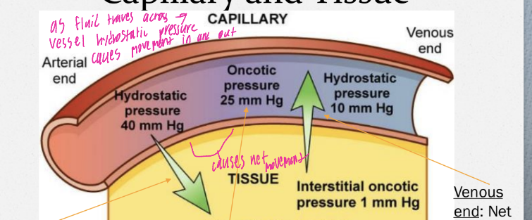 <p>What happens in the arterial end vs the venous end </p>