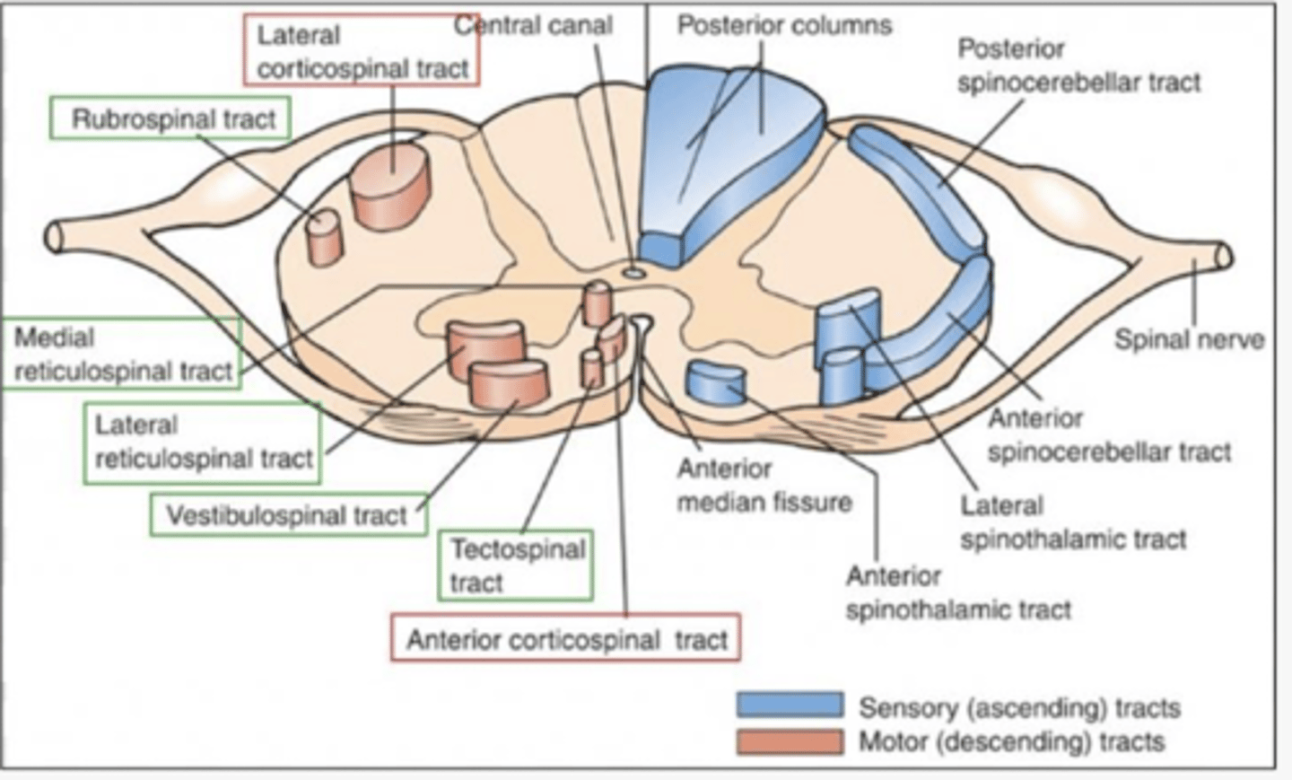 <p>On local short-distance interneuron networks and lateral LMNs of the spinal cord.</p>