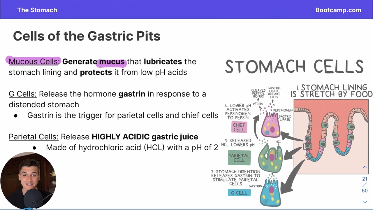 <p>cell in the gastric pit that secretes gastrin in response to distension</p>