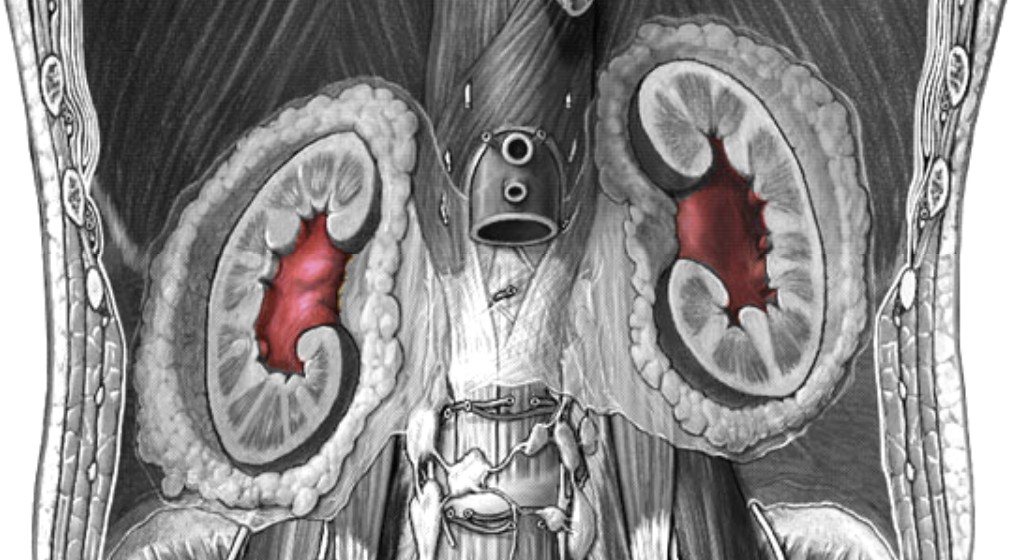 <p>Which part of the kidneys:</p><ul><li><p>Internal cavity of kidneys</p></li></ul><p></p>