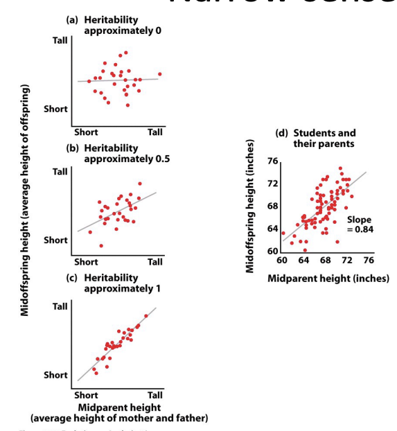 <ul><li><p>Recall: If variation among individuals is due to variation in genes, <strong>then offspring should resemble parents </strong></p></li><li><p>These graphs show us narrow-sense heritability (h<sup>2</sup>) as the slope of the best fit line</p></li></ul><p></p>