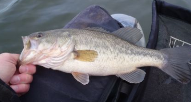 <p>Micropterus nigricans</p><p>nonnative</p><p>two dorsal fins with a deep notch in middle, large mouth, and dark lateral streak</p>