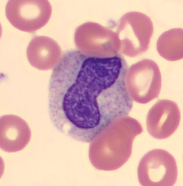 <p>Identify this cell </p>