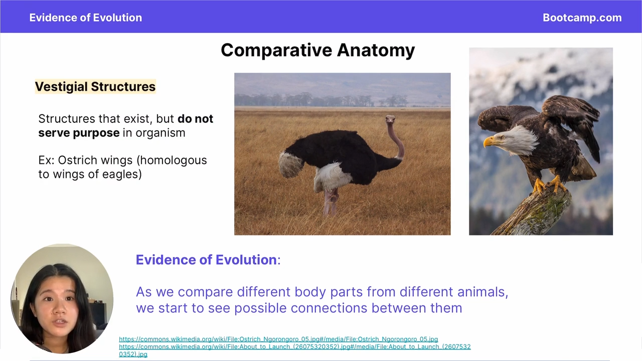 <p>ostrich wings, they are homologs to eagle wings </p>