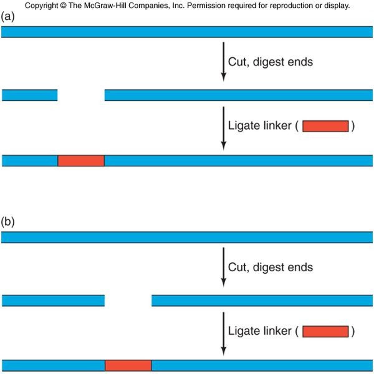 <p>Linker scanning mutagenesis is a technique used to identify important upstream elements in the β-globin promoter.</p>