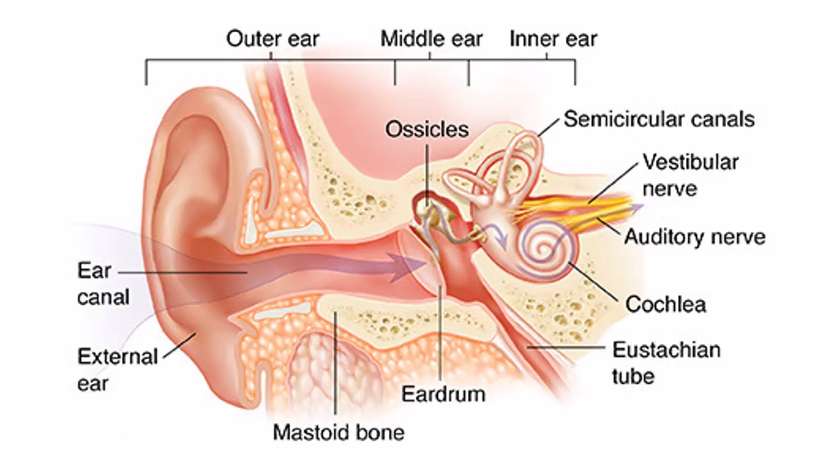 <p><u>1. Outer Ear (Sound Collection)</u></p><p>The <strong>outer ear</strong> <strong>collects sound waves</strong> and <strong>directs them toward the eardrum.</strong></p><p>Main parts:</p><ol><li><p><strong>Auricle (Pinna): The visible ear</strong> that <strong>funnels sound into the ear canal</strong>.</p></li><li><p><strong>Ear Canal</strong>: Also called the <strong>external auditory canal</strong>.<br>It acts like a <strong>tube guiding sound waves to the eardrum</strong>.</p></li></ol><p><strong>Sound waves</strong> travel <strong>through the canal </strong>until they <strong>hit the</strong> <strong>eardrum</strong>.</p><p><u>2. Middle Ear (Sound Amplification)</u></p><p>The <strong>middle ear</strong> converts <strong>air vibrations into mechanical vibrations</strong>.</p><p>Eardrum (Tympanic Membrane)</p><p>When sound waves hit the eardrum, it <strong>vibrates</strong>.</p><p><strong>Etymology</strong></p><ul><li><p><em>tympanum</em> (Greek) = drum</p></li></ul><p>So it literally means <strong>“drum membrane.”</strong></p><p>Ossicles</p><p>The three smallest bones in the body:</p><p></p><table style="min-width: 75px;"><colgroup><col style="min-width: 25px;"><col style="min-width: 25px;"><col style="min-width: 25px;"></colgroup><tbody><tr><th colspan="1" rowspan="1"><p>Bone</p></th><th colspan="1" rowspan="1"><p>Meaning</p></th><th colspan="1" rowspan="1"><p>Function</p></th></tr><tr><td colspan="1" rowspan="1"><p><strong>Malleus</strong></p></td><td colspan="1" rowspan="1"><p>hammer</p></td><td colspan="1" rowspan="1"><p>attached to eardrum</p></td></tr><tr><td colspan="1" rowspan="1"><p><strong>Incus</strong></p></td><td colspan="1" rowspan="1"><p>anvil</p></td><td colspan="1" rowspan="1"><p>connects bones</p></td></tr><tr><td colspan="1" rowspan="1"><p><strong>Stapes</strong></p></td><td colspan="1" rowspan="1"><p>stirrup</p></td><td colspan="1" rowspan="1"><p>pushes into inner ear</p></td></tr></tbody></table><p></p><p>These bones <strong>amplify vibrations</strong> about <strong>20×</strong>.</p>