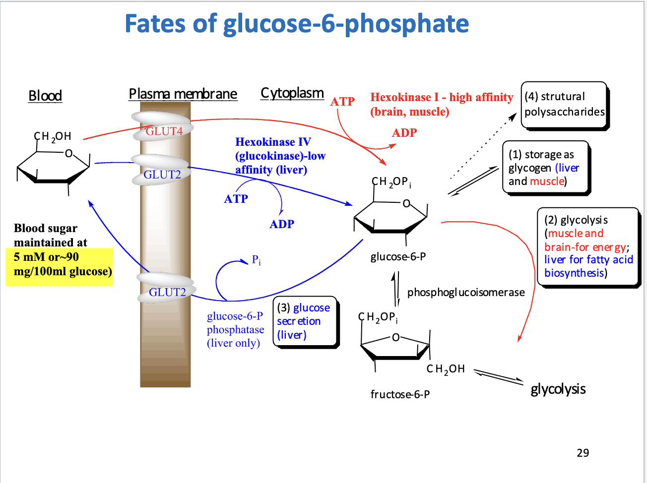 <p><strong>1. Entry &amp; Trapping:</strong></p><ul><li><p><strong>Glucose transporters:</strong></p><ul><li><p>Muscle/fat → <strong>GLUT4</strong></p></li><li><p>Liver → <strong>GLUT2</strong></p></li></ul></li><li><p>Glucose → <strong>G6P</strong> via <strong>Hexokinase I (muscle/brain)</strong> or <strong>Glucokinase/Hexokinase IV (liver)</strong></p></li><li><p>Costs <strong>1 ATP</strong></p></li><li><p><strong>Hexokinase I:</strong> high affinity, always grabs glucose → energy for “selfish” organs</p></li><li><p><strong>Glucokinase:</strong> low affinity, only active at high [glucose] → liver buffers excess</p></li></ul><p><strong>2. Four Major Fates of G6P:</strong></p><ol><li><p><strong>Storage as Glycogen:</strong> liver (whole body) &amp; muscle (local)</p></li><li><p><strong>Glycolysis:</strong></p><ul><li><p>Muscle/brain → ATP for energy</p></li><li><p>Liver → building blocks for fatty acid synthesis</p></li></ul></li><li><p><strong>Glucose Secretion (Liver only):</strong> via <strong>Glucose-6-phosphatase</strong> → maintains blood glucose (~90 mg/dL)</p></li><li><p><strong>Structural Polysaccharides:</strong> for ECM &amp; glycoproteins</p></li></ol><p><strong>3. Key Comparisons:</strong></p><table style="min-width: 75px;"><colgroup><col style="min-width: 25px;"><col style="min-width: 25px;"><col style="min-width: 25px;"></colgroup><tbody><tr><th colspan="1" rowspan="1"><p>Feature</p></th><th colspan="1" rowspan="1"><p>Brain/Muscle</p></th><th colspan="1" rowspan="1"><p>Liver</p></th></tr><tr><td colspan="1" rowspan="1"><p>Enzyme</p></td><td colspan="1" rowspan="1"><p>Hexokinase I (high affinity)</p></td><td colspan="1" rowspan="1"><p>Glucokinase (low affinity)</p></td></tr><tr><td colspan="1" rowspan="1"><p>Primary Goal</p></td><td colspan="1" rowspan="1"><p>ATP for survival/movement</p></td><td colspan="1" rowspan="1"><p>Blood sugar regulation</p></td></tr><tr><td colspan="1" rowspan="1"><p>Can release glucose?</p></td><td colspan="1" rowspan="1"><p>No</p></td><td colspan="1" rowspan="1"><p>Yes (via G6Pase)</p></td></tr></tbody></table><p><strong>Takeaway:</strong> G6P is a <strong>decision point</strong> → metabolism follows the body’s needs: energy, storage, blood sugar, or structural components.</p>