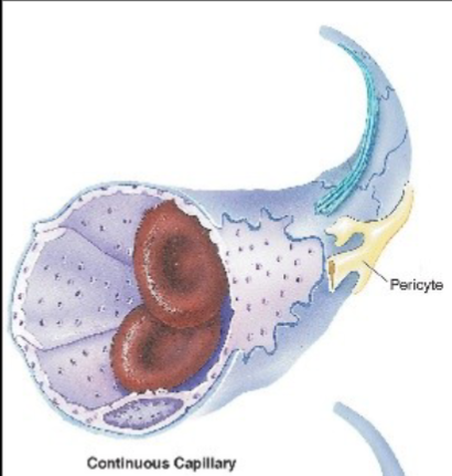 <p>describe Continuous capillaries</p>