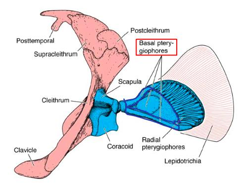<p>Pectoral girdle</p>