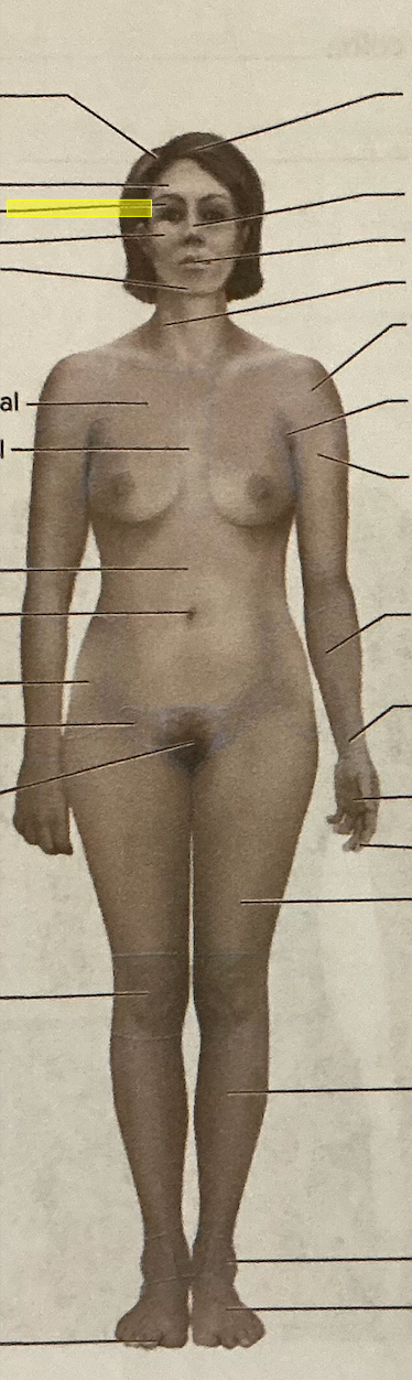 <p>identify the region of the body</p>