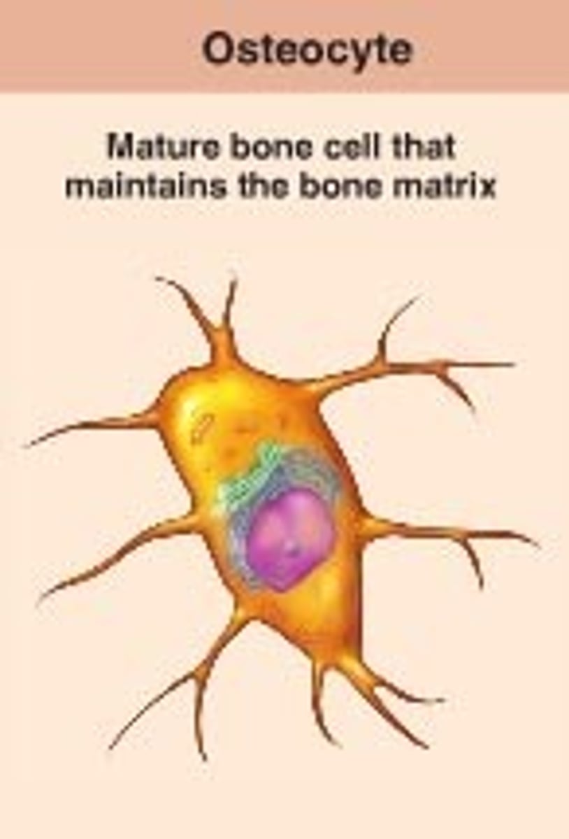 <p>primary bone tissue cell, responsible for spongy appearance of bone</p>