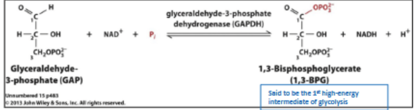 <p>OXIDATION/DEHYDROGENTION: NAD<sup>+</sup> + P<sub>i</sub> + GAP <span data-name="left_right_arrow" data-type="emoji">↔</span> 1,3-BPG + NADH. Catalyzed by<strong> GAPDH </strong>(glyceraldehyde -3P dehydrogenase). Forms a high energy intermediate (1,3-BPG) and NAD<sup>+</sup> is the electron acceptor. GAP oxidized </p>