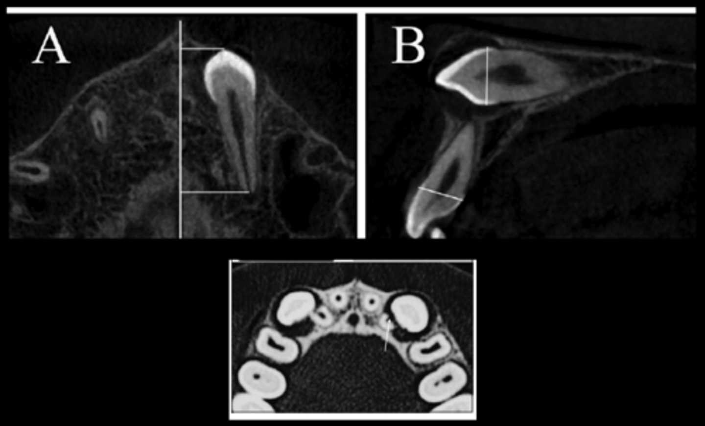 <p>What do these images indicate about the canine?</p>
