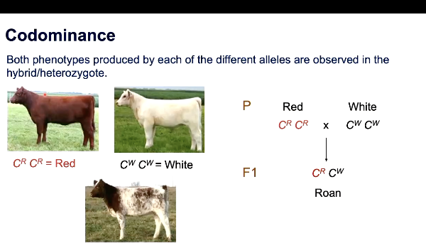 <p>BOTH dominant or observed</p>