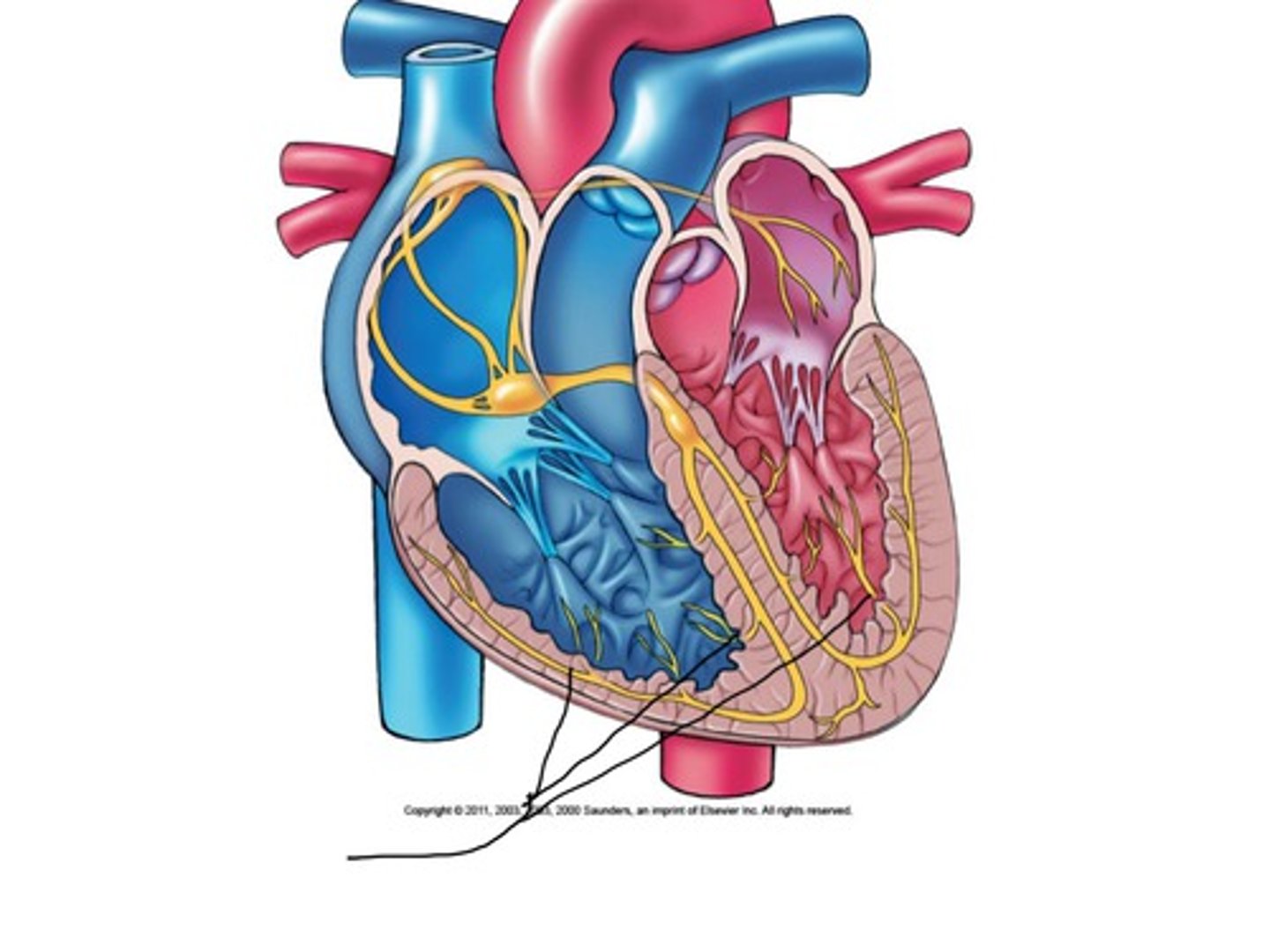 <p>What part of the heart is this?</p>