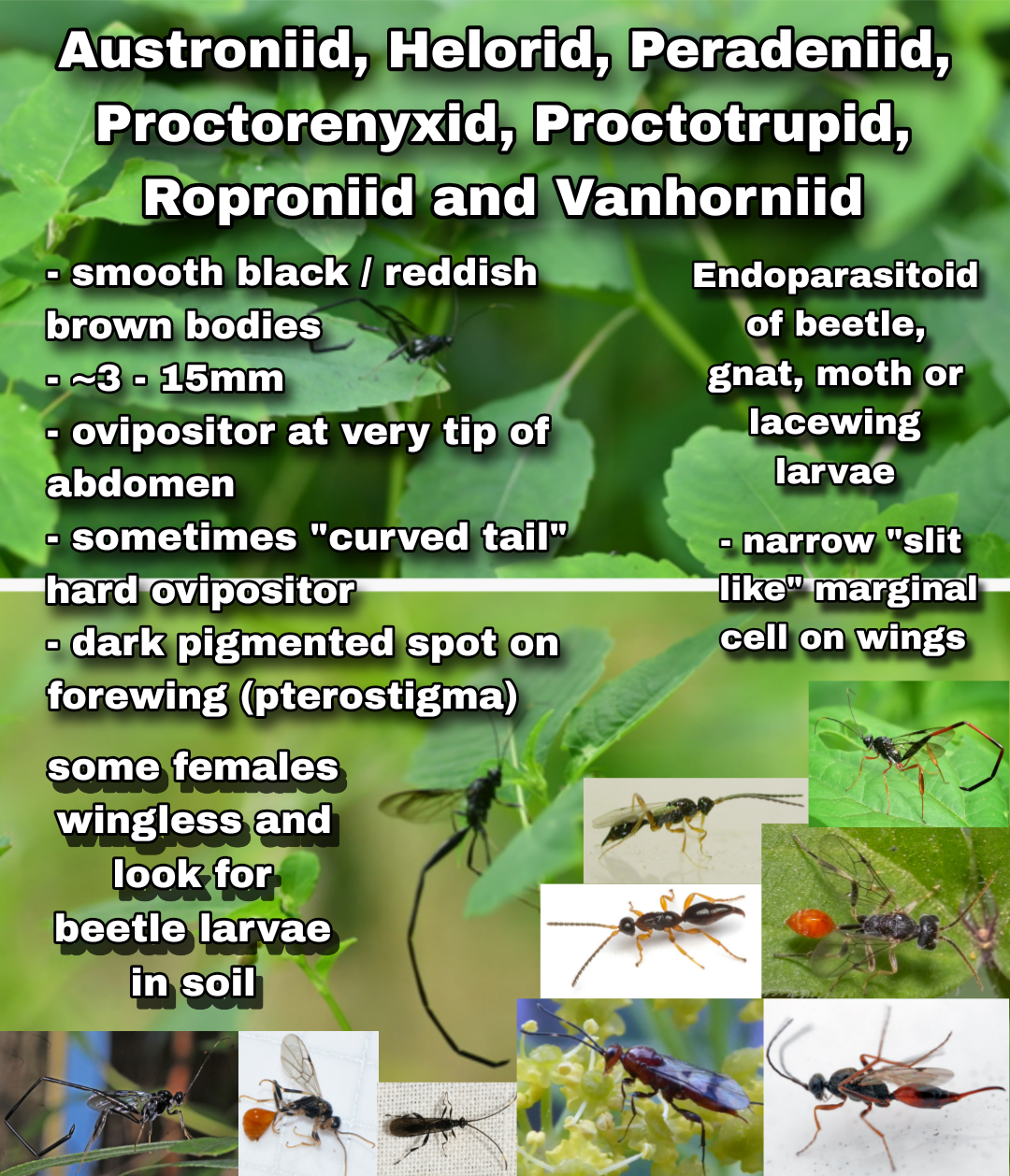 <p>Austroniid, Helorid, Peradeniid, Proctorenyxid, Proctotrupid, Roproniid and Vanhorniid (Parasitica)</p>