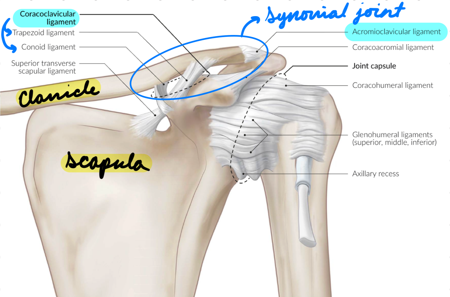<p>Synovial joint between clavicle + scapula acromion</p><p>Ligaments:</p><ul><li><p>Acromioclavicular</p><ul><li><p>Between acromion + clavicle</p></li></ul></li><li><p>Coracoclavicular</p><ul><li><p>Between scapula coracoid process + clavicle</p></li></ul></li></ul><p></p>