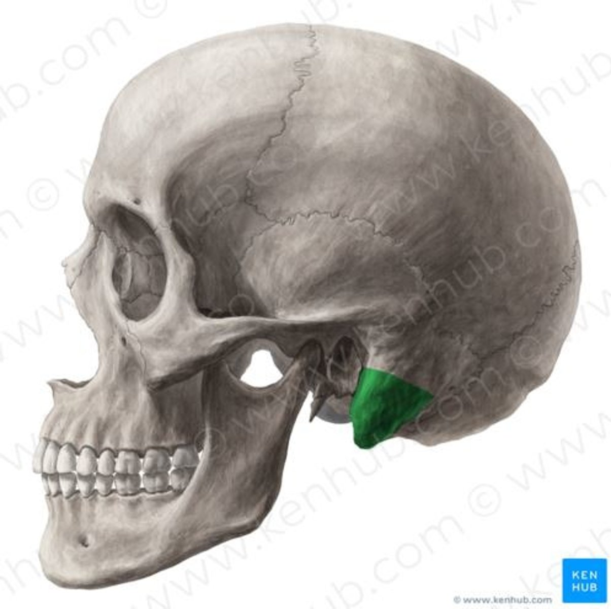 <p>achter de meatus acusticus externus</p>
