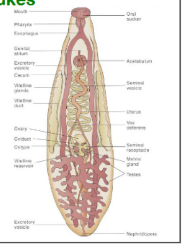 <p>digenea: alternate b/w sexual and asexual</p><p>possess 2 suckers to attach within the host</p><p>oral sucker contains the mouth</p><p>muscular pharynx permits worm to pump food into the blind ending gut</p><p>most are hermaphrodites</p>