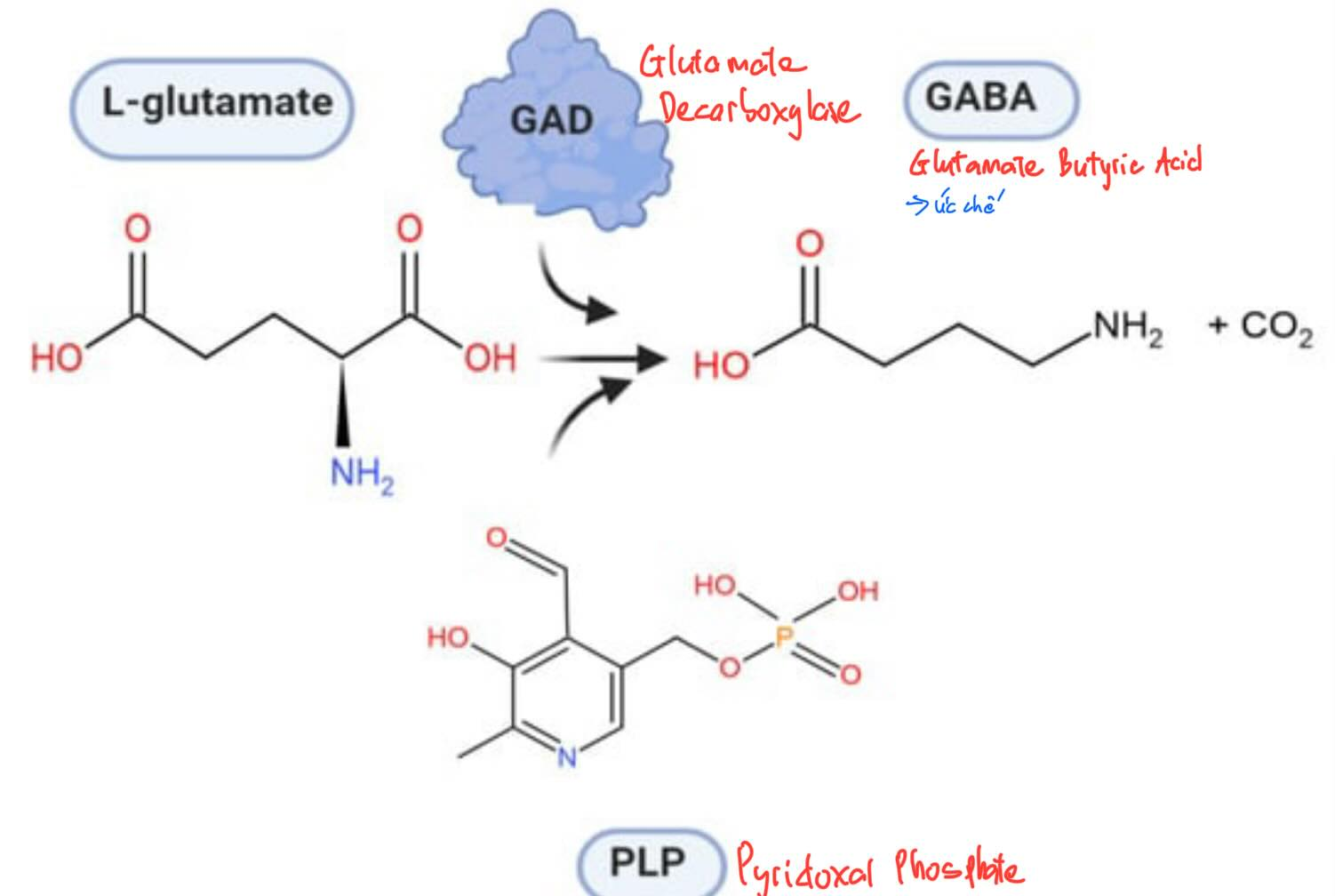 <p><span style="color: red;">C. PLP (Pyridoxal Phosphate-vitamin B6)</span></p><p>Thiếu vitamin B6 giảm tổng hợp GABA</p>
