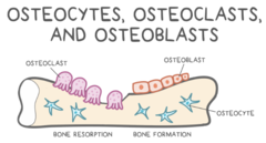 <p>to resorb ("chew") bone</p>