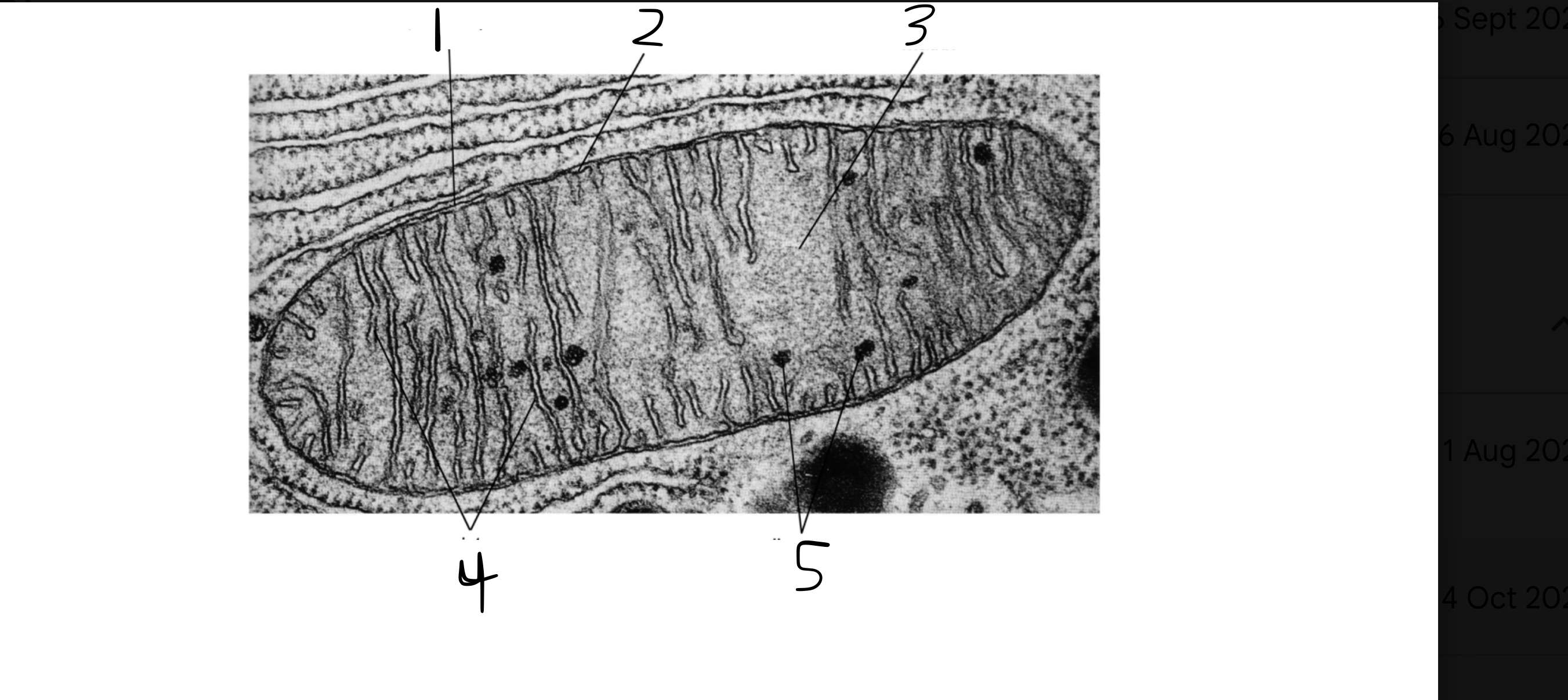 <p>Label the parts of the mitochondria from 1 to 5. </p>