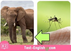 <p>The elephant is _____.</p>