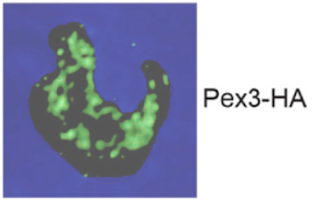 <p>How did they make the peroxisome protein green?</p>