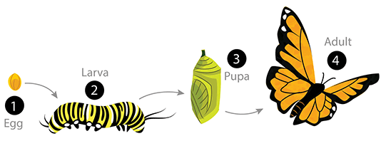 <p>this is an example of ________ metamorphosis or __________ development </p>