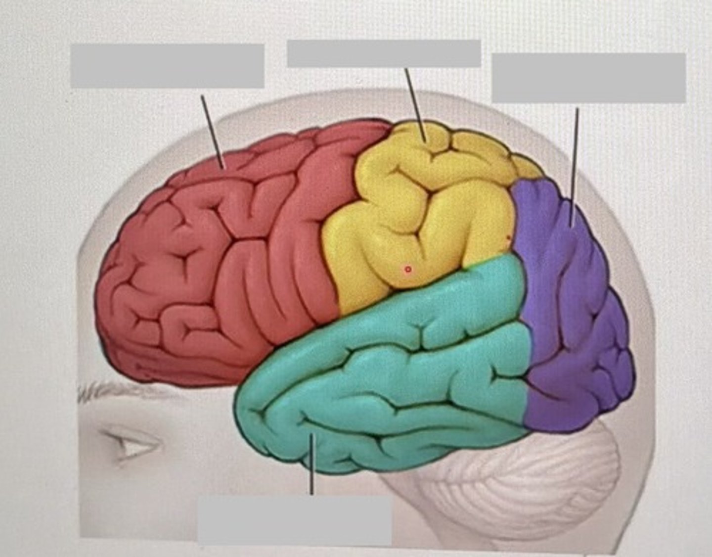 <p>What part is purple?</p>