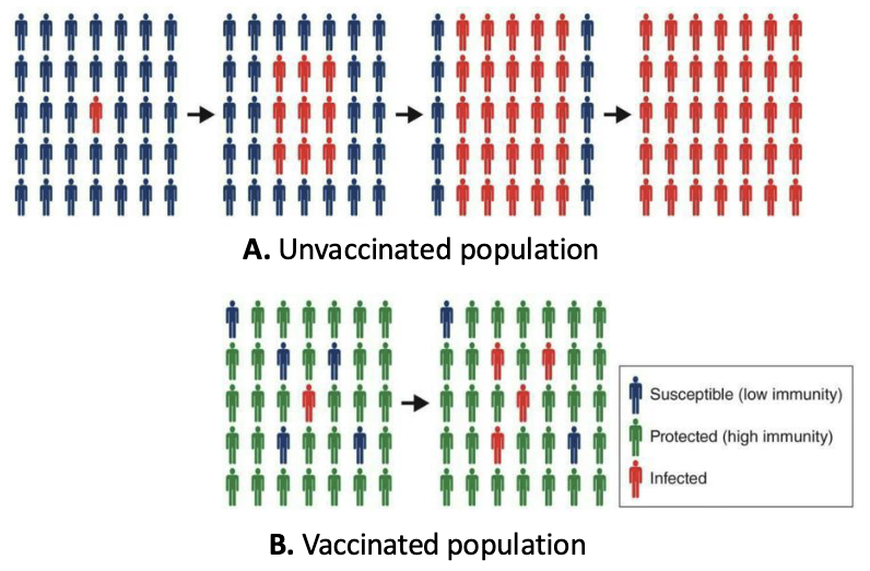 <ul><li><p>In reality, you can never immunize 100% of a population ... but you don’t have to.</p></li><li><p>If you can effectively reduce the number of susceptible individuals, an illness can’t progress in a population effectively.</p></li></ul><p></p>