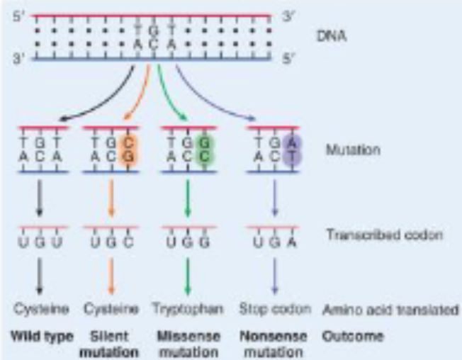 <p>silent mutation</p><ul><li><p>same amino acid, no observable change in protein</p><ul><li><p>no change in amino acid even tho the dna changed bcuz of the redundancy of genetic code </p><ul><li><p>cysteine example </p></li></ul></li></ul></li></ul><p>missense mutation</p><ul><li><p>different amino acid</p></li><li><p>resulting protein may be only partially functional (leaky mutation)</p></li><li><p>if it’s a very imp amino acid the enzyme may not be functional at all </p></li></ul><p>nonsense mutation</p><ul><li><p>stop codon produced</p></li><li><p>yields shorter protein</p></li><li><p>may or may not be functional depending on how short they are </p></li><li><p>what happens when this is in your rna?</p><ul><li><p>mRNA rbs aug……uga………….uga</p><ul><li><p>when rbs gets to the nonsense mutation of uga, it stops even though the whole protein hasnt been translated</p></li><li><p>therefore, the protein may not be functional especially if its closer to the beginning</p></li><li><p>if its near the end it might not be as critical </p></li></ul></li></ul></li></ul><p></p>