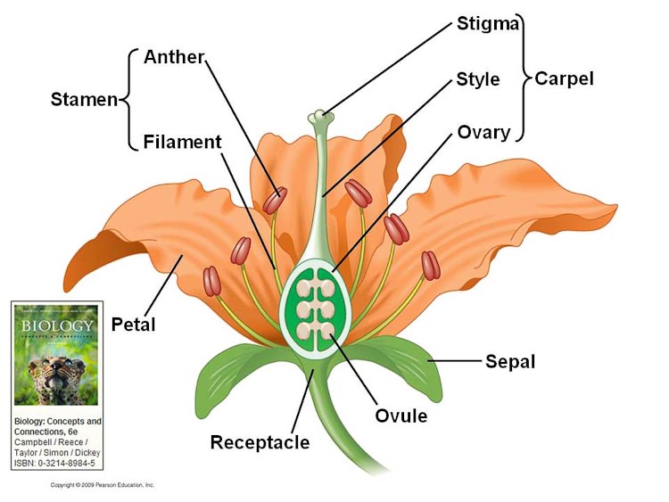 <p>outer whorl of bracts, which may be green, brown, or colored like the petals</p><p>may appear as small scales or be petal-like</p>