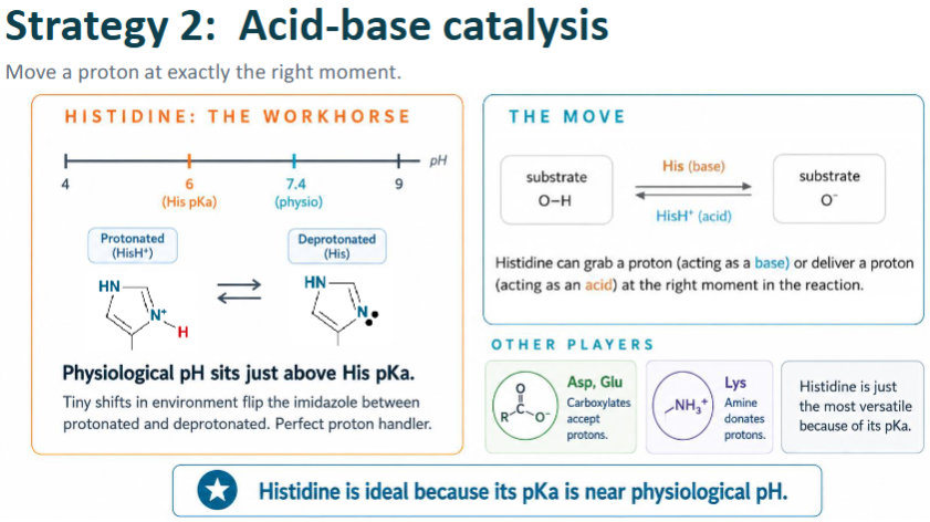 <p><strong>Histidine </strong>= physiological pH = 7.4 ~ imidazole ring pKa = 6 → easily protonates/deprotonates</p><p><strong>Local environment of active site</strong></p><ul><li><p>Nearby <mark data-color="green" style="background-color: green; color: inherit;">(+) charge</mark> → stabilizes <mark data-color="red" style="background-color: red; color: inherit;">(-) charge</mark></p></li><li><p>Nearby <mark data-color="red" style="background-color: red; color: inherit;">(-) charge</mark> → stabilizes <mark data-color="green" style="background-color: green; color: inherit;">(+) charge</mark> </p></li></ul><p><strong>Amphoteric</strong> = acts as both acid + base</p><p></p><p><strong>Aspartate + Glutamate</strong> → Carboxylates accept H<sup>+</sup></p><p><strong>Lysine </strong>→ Amine donates H<sup>+</sup></p>