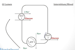 <p>- Transports glucose OUT of epithelial cells (from lumen) → portal vein</p>