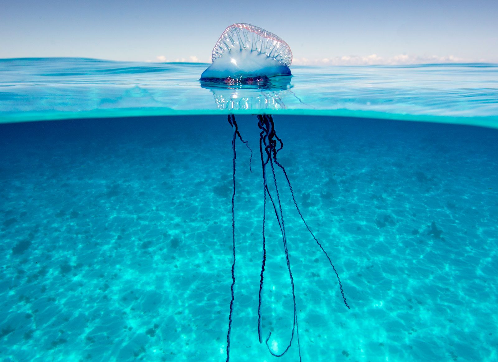 <p>Portuguese Man O’War</p>