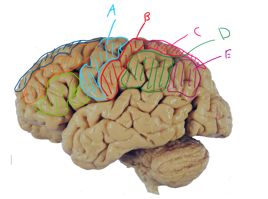 <p>List in order, the names of the functional regions of A to E</p>